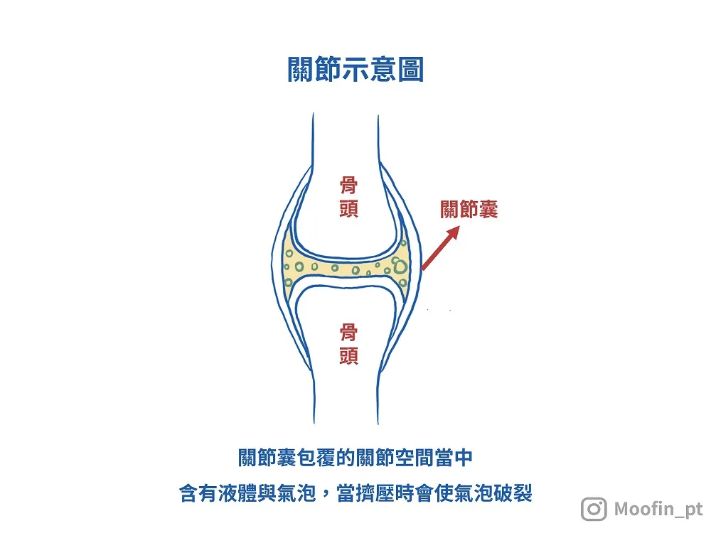 關節示意圖