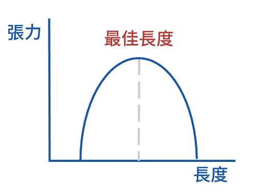長度張力曲線圖