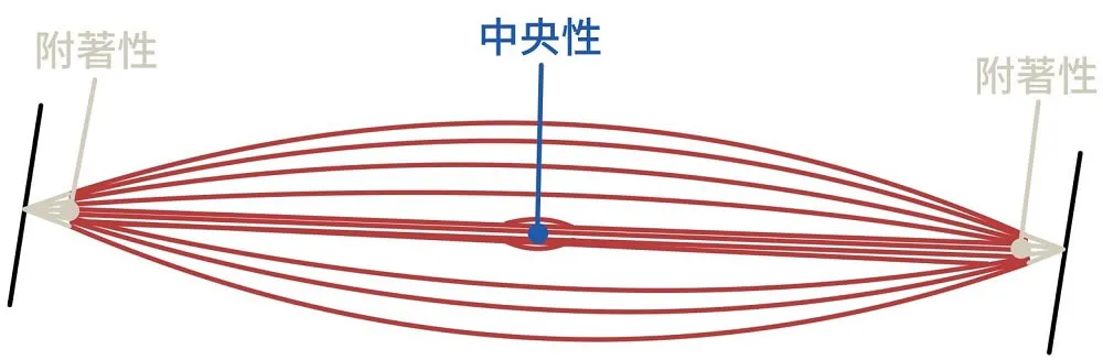 中央及附著性激痛點示意圖