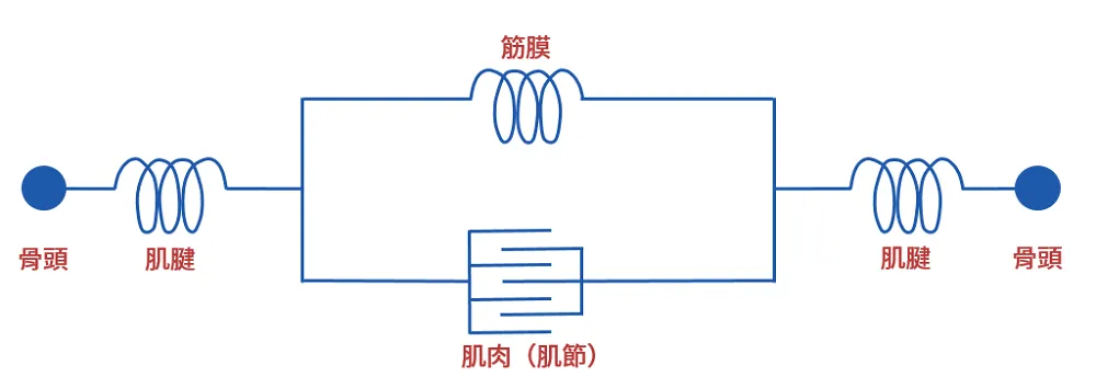 肌肉、筋膜、肌腱系統的簡圖