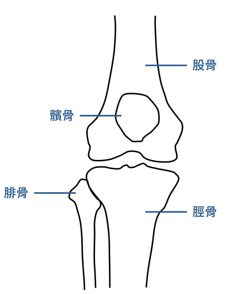 膝蓋解剖介紹