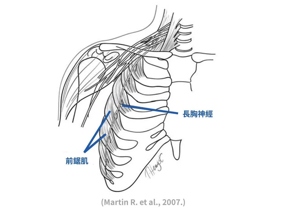 serratus anterior