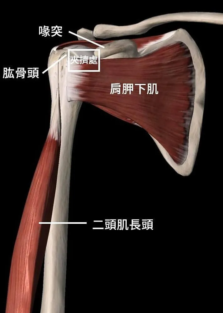 周遭構造解剖圖